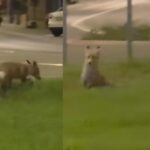 doua vulpi surprinse in centrul resitei la cativa pasi de cladiri si institutii animalele au oferit un adevarat spectacol de acrobatie in joaca lor 68de7fe754aff