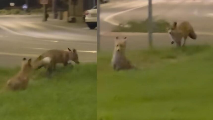 doua vulpi surprinse in centrul resitei la cativa pasi de cladiri si institutii animalele au oferit un adevarat spectacol de acrobatie in joaca lor 68de7fe754aff
