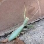 insectele care se strecoara in case in aceasta perioada specialistii ne recomanda sa le lasam in pace sunt cel mai bun insecticid natural 68e3f4c3028da