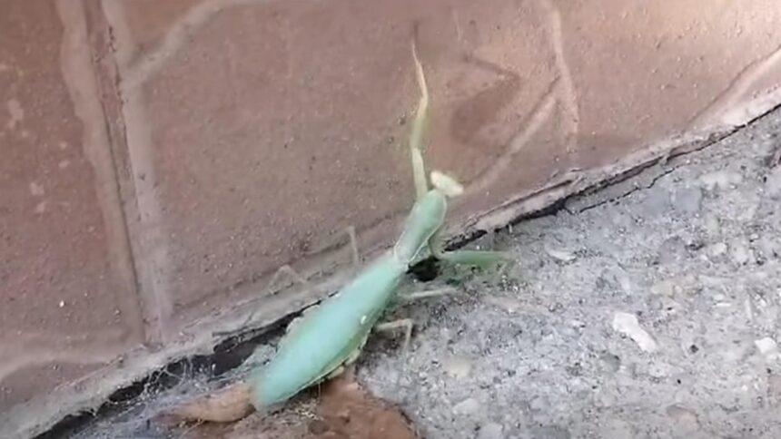 insectele care se strecoara in case in aceasta perioada specialistii ne recomanda sa le lasam in pace sunt cel mai bun insecticid natural 68e3f4c3028da