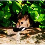 metoda simpla ieftina si eficienta care te scapa de soareci nu o sa ai nevoie de otrava 68e62fb502db3 2