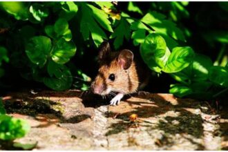 metoda simpla ieftina si eficienta care te scapa de soareci nu o sa ai nevoie de otrava 68e62fb502db3 2