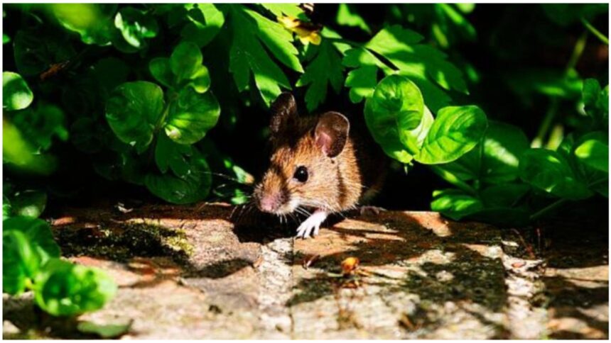 metoda simpla ieftina si eficienta care te scapa de soareci nu o sa ai nevoie de otrava 68e62fb502db3 2