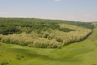 micii naturartisti redescopera padurea la marzesti trail run 68dfc29b84cb4