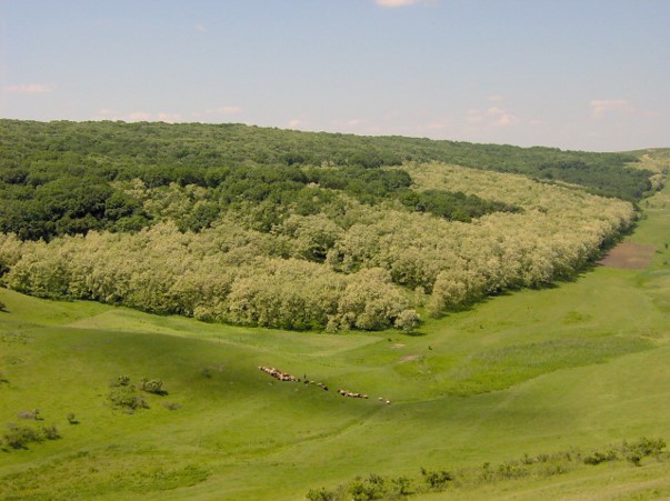 micii naturartisti redescopera padurea la marzesti trail run 68dfc29b84cb4