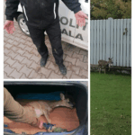 o caprioara ratacita prin municipiul iasi a fost relocata in siguranta de catre politistii locali 68e22f5a66281