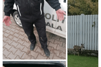 o caprioara ratacita prin municipiul iasi a fost relocata in siguranta de catre politistii locali 68e22f5a66281