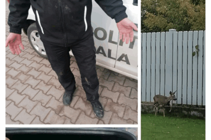 o caprioara ratacita prin municipiul iasi a fost relocata in siguranta de catre politistii locali 68e22f5a66281