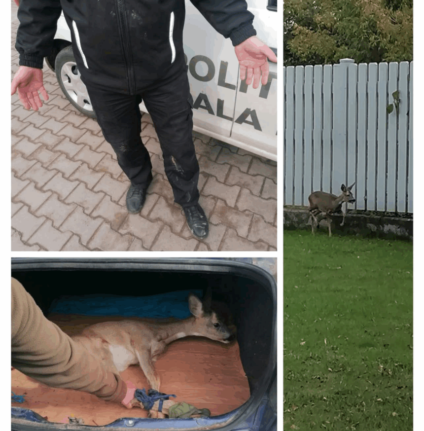 o caprioara ratacita prin municipiul iasi a fost relocata in siguranta de catre politistii locali 68e22f5a66281