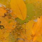 octombrie atipic vreme mohorata si temperaturi scazute pana la final de luna unde va continua sa ploua 68e4ceda4a787