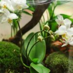 plante protectoare in functie de zodie ce spune astrologul alexandra coman 68e7a47ccbca7