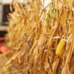 ploile au blocat campania de toamna la iasi porumbul e inca pe camp graul a ramas nesemanat iar fermierii vor mai multa caldura si soare 68ed96ed6deba