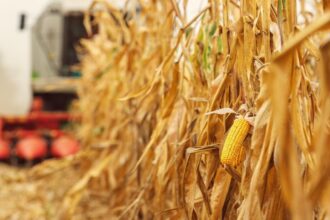 ploile au blocat campania de toamna la iasi porumbul e inca pe camp graul a ramas nesemanat iar fermierii vor mai multa caldura si soare 68ed96ed6deba