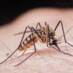 posibil caz de infectare cu virusul west nile la talmaciu precizarile dsp sibiu 68de5000c5334