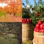 pregatirea livezii pentru iarna ce lucrari sunt obligatorii in luna octombrie ca sa ai roade bogate si anul viitor 68dd87717ba33