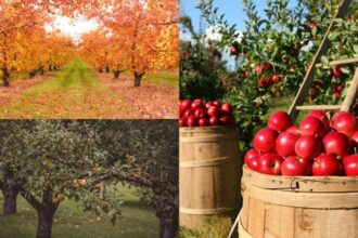 pregatirea livezii pentru iarna ce lucrari sunt obligatorii in luna octombrie ca sa ai roade bogate si anul viitor 68dd87717ba33