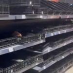 rafturile mai multor magazine din constanta golite de oamenii care si fac provizii inainte de potopul de cod rosu foto 68e5530c46c0c