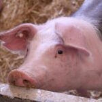 romanii se pregatesc din timp pentru craciun porcii se rezerva deja iar pretul carnii ar putea creste pana in decembrie 68e9720304e2c