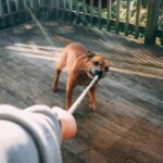 un copil de trei ani a fost gasit mort intr un canal in judetul vrancea decesul ar fi putut fi cauzat de un atac al cainilor 68e166d9b0d5a