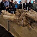 unic in romania craniul de mammuthus trogontherii descoperit la holboca in anii 50 restaurat si expus la palatul culturii din iasi 690241dcb27f3