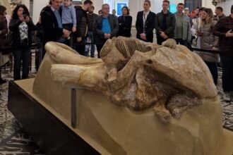 unic in romania craniul de mammuthus trogontherii descoperit la holboca in anii 50 restaurat si expus la palatul culturii din iasi 690241dcb27f3