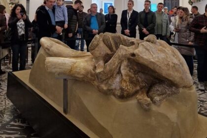 unic in romania craniul de mammuthus trogontherii descoperit la holboca in anii 50 restaurat si expus la palatul culturii din iasi 690241dcb27f3
