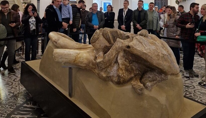 unic in romania craniul de mammuthus trogontherii descoperit la holboca in anii 50 restaurat si expus la palatul culturii din iasi 690241dcb27f3