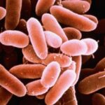 alerta alimentara in romania peste contaminat cu bacteria listeria retras din magazine 692c8d0888c88