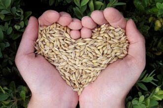 alimente care curata vasele de sange si sustin sanatatea inimii 6923fed57cc27