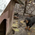 bolojan da iama in curtile oamenilor si pune taxe pe anexe sere magazii cotetul gainilor nici cusca lui grivei nu scapa 6923308b74976