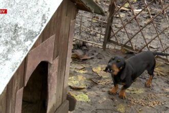 bolojan da iama in curtile oamenilor si pune taxe pe anexe sere magazii cotetul gainilor nici cusca lui grivei nu scapa 6923308b74976