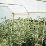 bolojan incepe vanatoarea de ciocoi din agricultura ce taxe le pune guvernul micilor fermieri 6921c1009d977