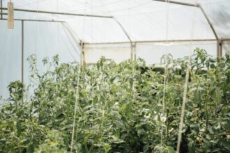 bolojan incepe vanatoarea de ciocoi din agricultura ce taxe le pune guvernul micilor fermieri 6921c1009d977