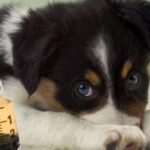 campanie gratuita de vaccinare pentru 200 de animale de companie la usv iasi 691ada6aad2cc