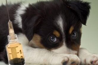 campanie gratuita de vaccinare pentru 200 de animale de companie la usv iasi 691ada6aad2cc