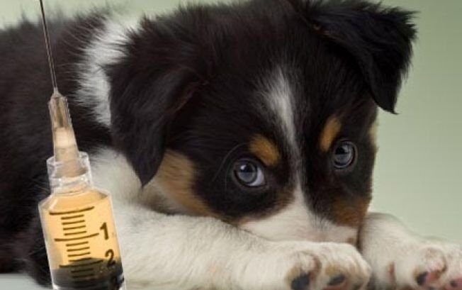 campanie gratuita de vaccinare pentru 200 de animale de companie la usv iasi 691ada6aad2cc