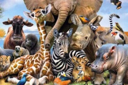 cea mai periculoasa vietuitoare de pe planeta pare fragila dar provoaca sute de mii de morti anual 6921fb9fb349b