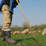 ciobanii tot mai greu de gasit chiar daca pot castiga pana la 5 000 de lei luna fermierii renunta la turme din lipsa fortei de munca 691a7f05119bb