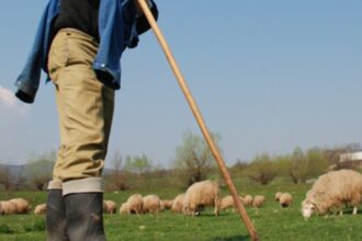 ciobanii tot mai greu de gasit chiar daca pot castiga pana la 5 000 de lei luna fermierii renunta la turme din lipsa fortei de munca 691a7f05119bb