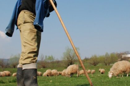 ciobanii tot mai greu de gasit chiar daca pot castiga pana la 5 000 de lei luna fermierii renunta la turme din lipsa fortei de munca 691a7f05119bb