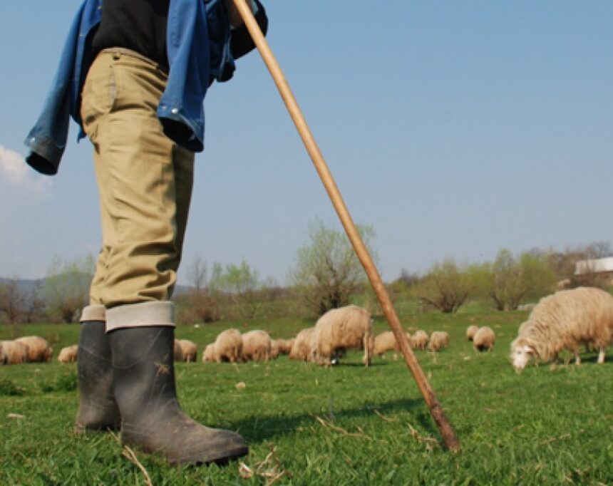ciobanii tot mai greu de gasit chiar daca pot castiga pana la 5 000 de lei luna fermierii renunta la turme din lipsa fortei de munca 691a7f05119bb