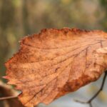 cum va fi vremea in intervalul 24 30 noiembrie 2025 temperaturi in usoara crestere 6924038093208