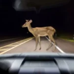 directia drumuri judetene buna de plata dupa ce un iesean si a stricat masina lovind un caprior un caz interesant de problema in trafic transat in instanta 69211da834560