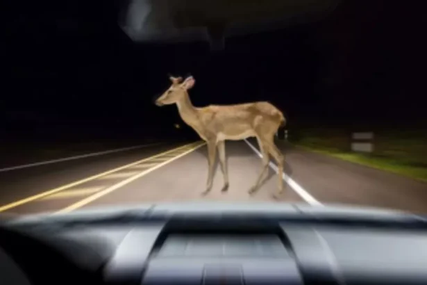 directia drumuri judetene buna de plata dupa ce un iesean si a stricat masina lovind un caprior un caz interesant de problema in trafic transat in instanta 69211da834560