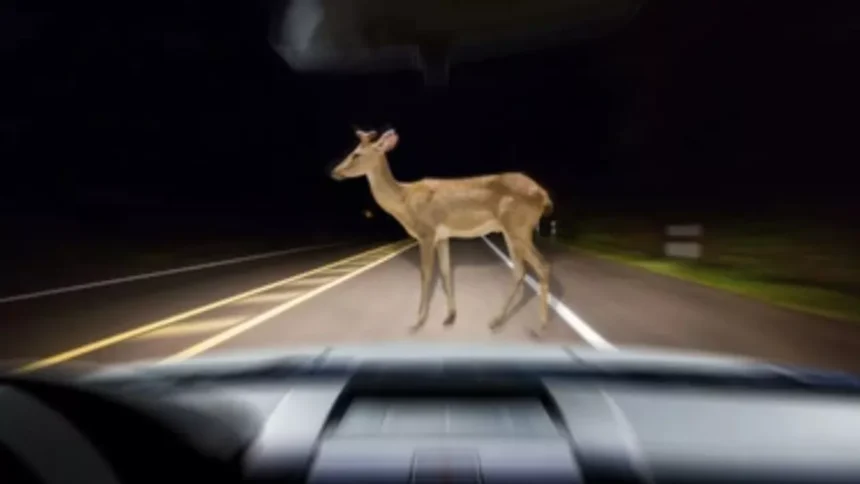 directia drumuri judetene buna de plata dupa ce un iesean si a stricat masina lovind un caprior un caz interesant de problema in trafic transat in instanta 69211da834560