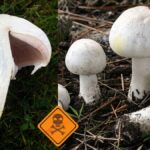 doua femei au ajuns la spital cu toxiinfectie de la ciupercile culese de pe camp 691588570352d