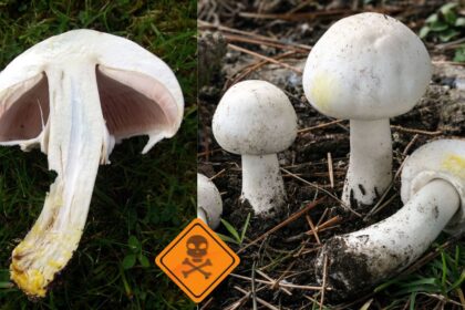 doua femei au ajuns la spital cu toxiinfectie de la ciupercile culese de pe camp 691588570352d