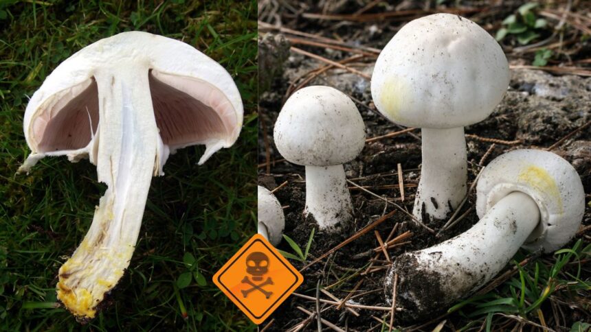 doua femei au ajuns la spital cu toxiinfectie de la ciupercile culese de pe camp 691588570352d