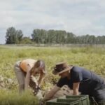 fermierii din germania disperati tone de cartofi aruncati 691aea6ea695e