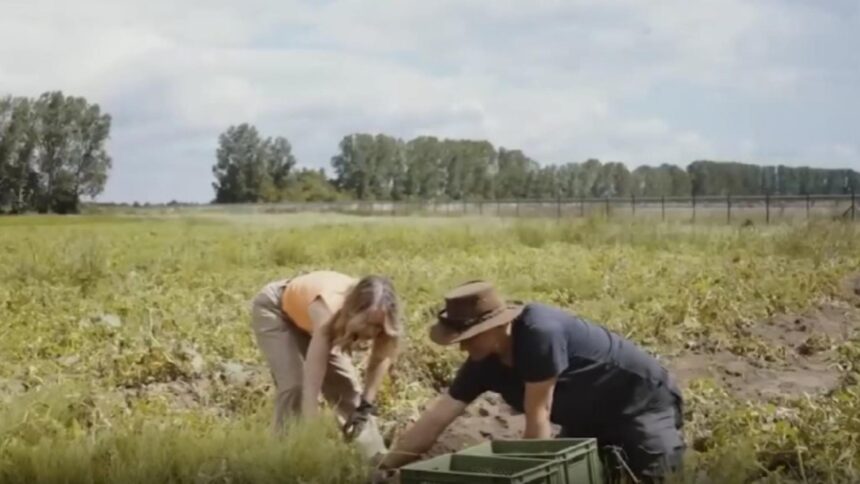 fermierii din germania disperati tone de cartofi aruncati 691aea6ea695e